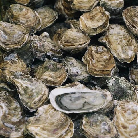 ION Seek Amp 3/2 Front Zip 2024